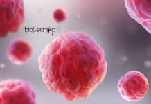 JNU Research Associate Jobs For PhD With Rs. 49,000 pm Salary JNU Cell Biology PhD