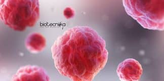 JNU Cell Biology PhD