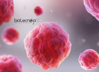 JNU Research Associate Jobs For PhD With Rs. 49,000 pm Salary JNU Cell Biology PhD