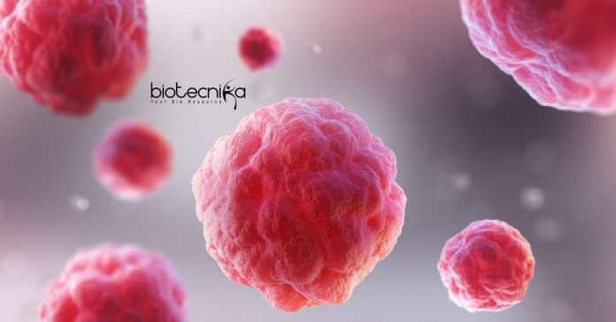 JNU Cell Biology PhD