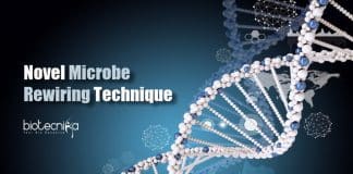 Microbe rewiring technique