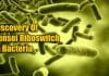 Recent Breakthrough By NCBS Scientists: A Novel Iron-Sensing Mechanism In Bacteria Recent Breakthrough By NCBS Scientists: A Novel Iron-Sensing Mechanism In Bacteria
