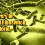 Recent Breakthrough By NCBS Scientists: A Novel Iron-Sensing Mechanism In Bacteria