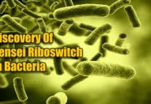 Recent Breakthrough By NCBS Scientists: A Novel Iron-Sensing Mechanism In Bacteria Recent Breakthrough By NCBS Scientists: A Novel Iron-Sensing Mechanism In Bacteria