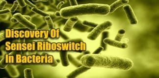Recent Breakthrough By NCBS Scientists: A Novel Iron-Sensing Mechanism In Bacteria