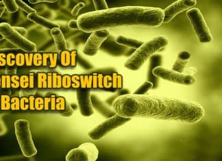 Recent Breakthrough By NCBS Scientists: A Novel Iron-Sensing Mechanism In Bacteria Recent Breakthrough By NCBS Scientists: A Novel Iron-Sensing Mechanism In Bacteria