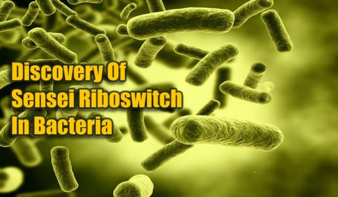 Recent Breakthrough By NCBS Scientists: A Novel Iron-Sensing Mechanism In Bacteria