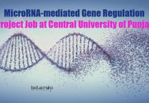 MicroRNA-mediated Gene Regulation Project Job at Central University of Punjab Punjab University Jobs