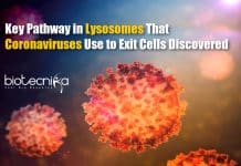 NIH Researchers Discover Key Pathway in Lysosomes Used By Coronaviruses To Exit Cells Coronaviruses Uses Lysosomes To Exit Cells