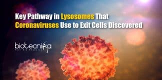 Coronaviruses Uses Lysosomes To Exit Cells