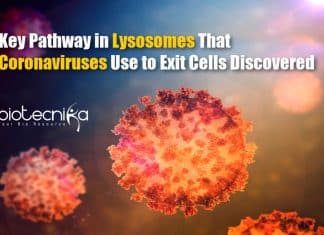NIH Researchers Discover Key Pathway in Lysosomes Used By Coronaviruses To Exit Cells Coronaviruses Uses Lysosomes To Exit Cells
