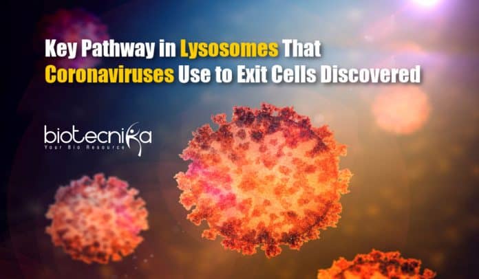 Coronaviruses Uses Lysosomes To Exit Cells
