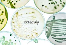 Syngene Executive – Quality Control Microbiology Job Opening Syngene QC Microbiology Job