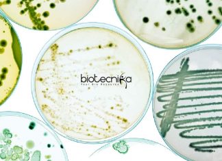 Syngene Executive – Quality Control Microbiology Job Opening Syngene QC Microbiology Job