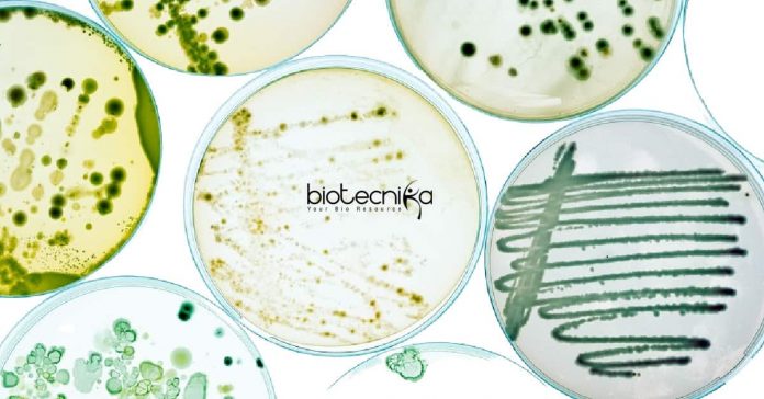 Syngene QC Microbiology Job