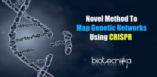 Mapping genetic networks using CRISPR