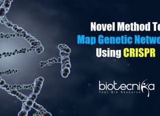Mapping genetic networks using CRISPR