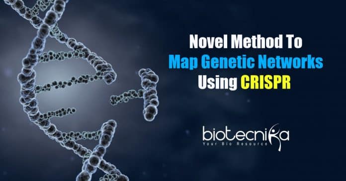 Mapping genetic networks using CRISPR