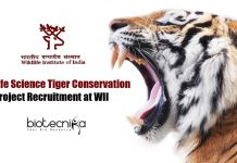 Govt Life Science Tiger Conservation Project Recruitment at WII Govt WII Jobs