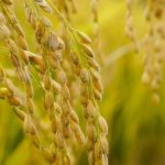 MKU Plant Science Job