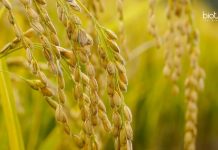 Madurai Kamaraj University Junior Research Fellow Job Opening MKU Plant Science Job