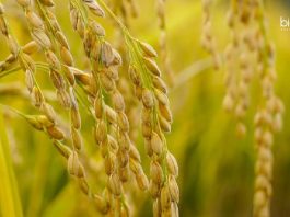 MKU Plant Science Job