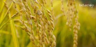 MKU Plant Science Job