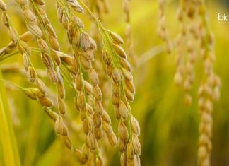MKU Plant Science Job
