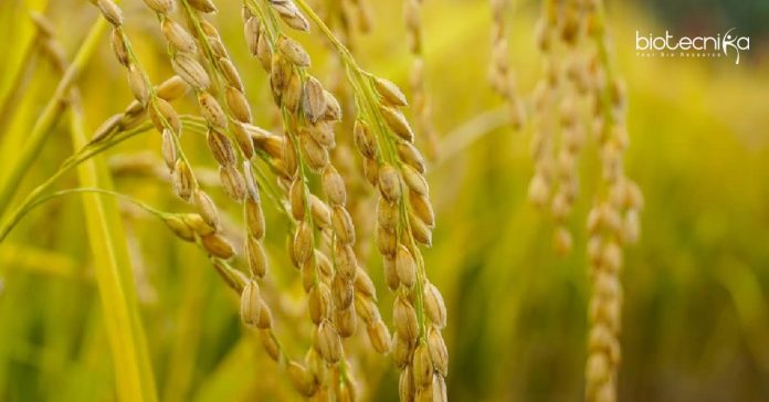 MKU Plant Science Job