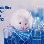 Model Organism For SARS-CoV2