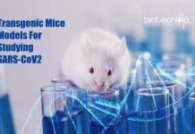 Transgenic Mice Models Developed For COVID Studies In A Record Time Model Organism For SARS-CoV2