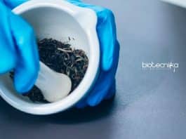 Presidency University Project Assistant