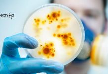 SASTRA SERB Funded Biotech & Life Science Research Fellow Job SASTRA Biotech & Life