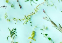 MACS ARI Pune Botany & Biotech Junior Research Fellow ARI Pune JRF Vacancy