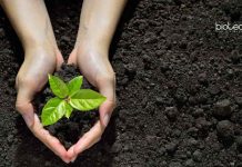 BHU Botany Dept Junior Research Fellow Recruitment – Applications Invited BHU Botany