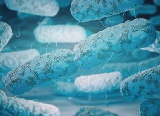 Central University of Rajasthan Life Science Research Fellow Job CUR JRF Life Science