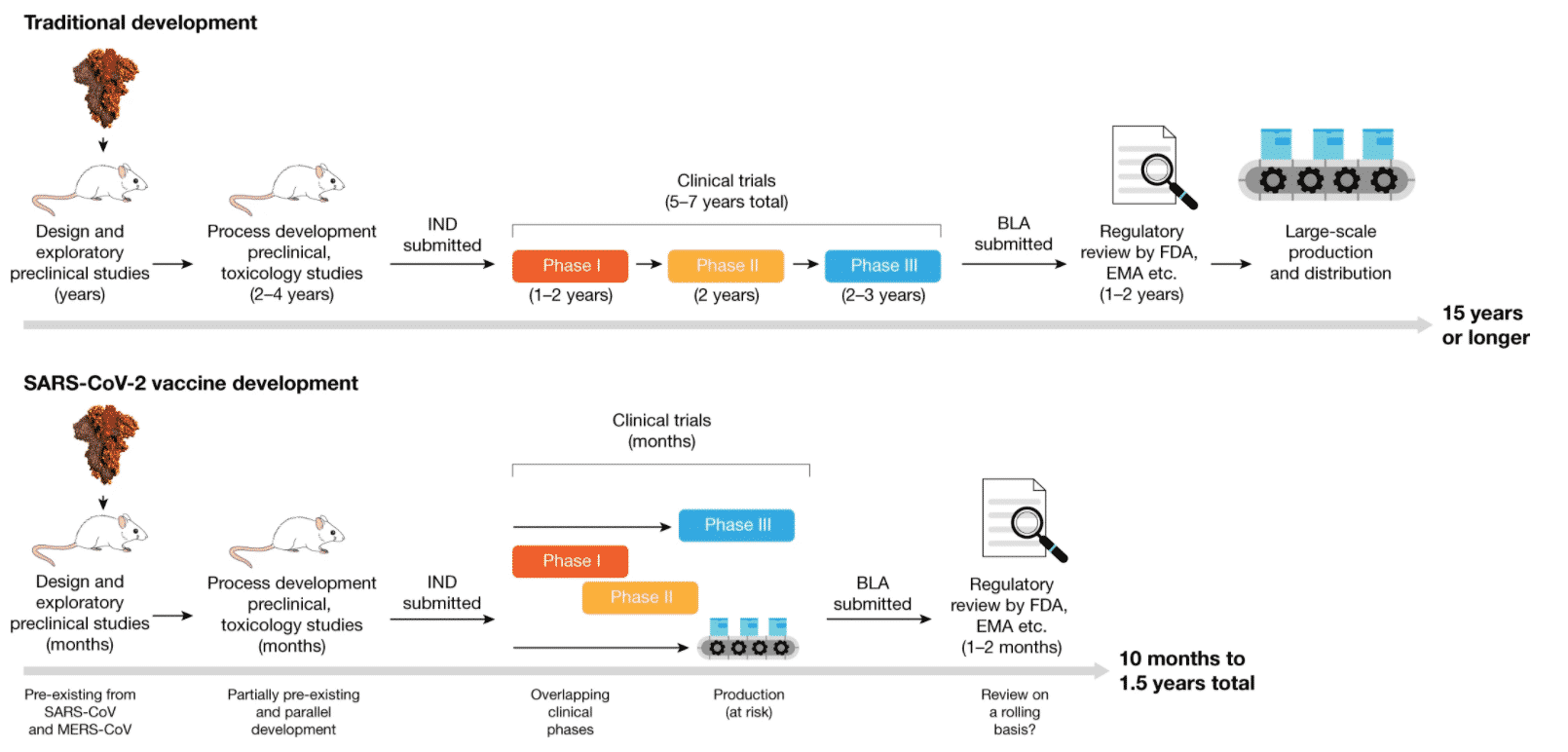 Coronavirus Vaccine Mechanism