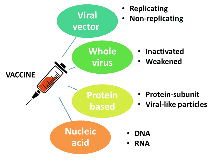 Coronavirus Vaccine Mechanism