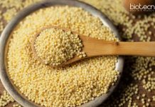 Central University of Haryana Junior Research Fellow Recruitment Central University of Haryana