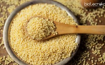 Central University of Haryana Junior Research Fellow Recruitment Central University of Haryana