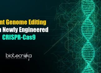 Plant genome editing