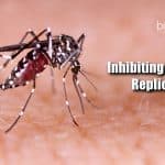 Inhibiting Zika virus