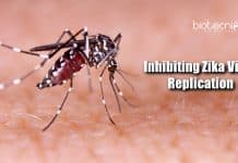IIT-Indore Scientists Discover Novel Method For Inhibiting Zika Virus Replication Inhibiting Zika virus