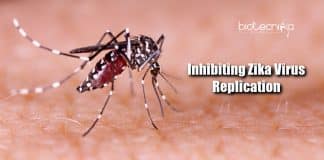 Inhibiting Zika virus