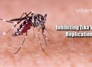 IIT-Indore Scientists Discover Novel Method For Inhibiting Zika Virus Replication Inhibiting Zika virus