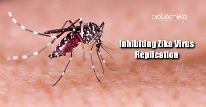 Inhibiting Zika virus