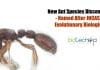 new ant species discovered