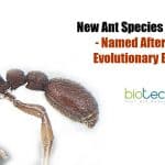 new ant species discovered