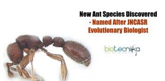 new ant species discovered