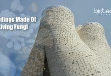 Buildings Made Of Living Fungi Possible: FUNGAR Project Buildings Made From Living Fungus (1)